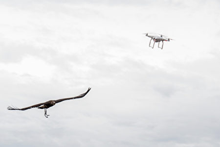 FRANCE-DEFENCE-FALCONRY-DRONES