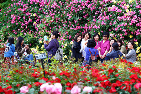 韩国首尔大公园玫瑰花盛开。首尔大公园玫瑰花庆典期间为5月27日至6月11日。(全景林/媒体)