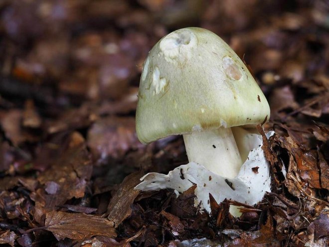 how-can-eating-poisonous-mushrooms-cause-death-picture-1-ghf2mlnFw.jpg