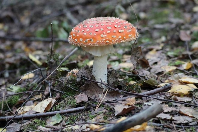 how-can-eating-poisonous-mushrooms-cause-death-picture-2-Ik0zzP7WV.jpg