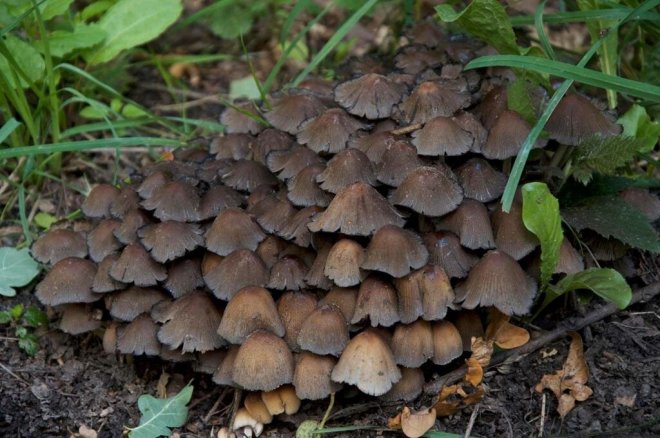 how-can-eating-poisonous-mushrooms-cause-death-picture-5-X6OjEZa4o.jpg