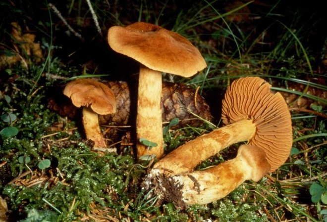 how-can-eating-poisonous-mushrooms-cause-death-picture-6-P1bBSSJr5.jpg